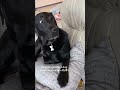 These Silliest Doggos Are High Key Out Of Hand Omg Fr #funnydogs #canine #humor #animals