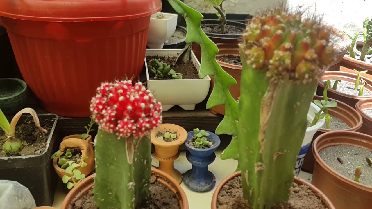 Cactus and seeds pots shopping Awan garden center