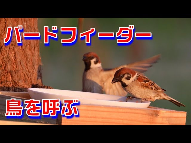 自作バードフィーダーで鳥を呼ぶ Youtube