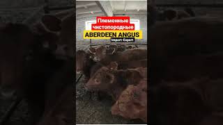 Импорт-Экспорт Aberdeen Angus. Племенные Абердин Ангус, мясная порода скота. #shorts