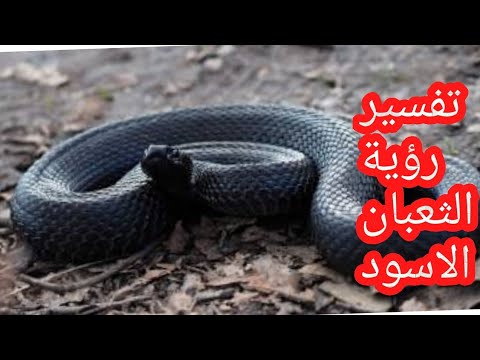 تفسير رؤية الثعبان الاسود في المنام للرجل والمرأة