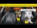 CATMEMES CLUB 🐱Drunk Me Thought My Own Car Was a Taxi... 🚕😹