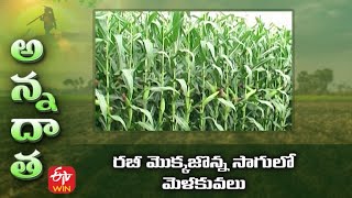 Rabi Maize Cultivation Techniques | Rabi Maize Cultivation | ETV Telugu