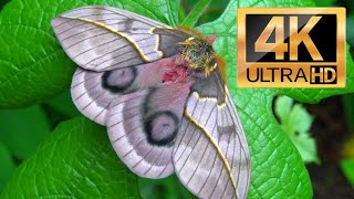 Amazing Silkmoth: Automeris frankae from Central America - 4K Quality No Commentary