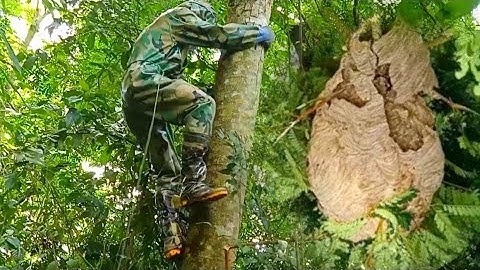 Liều mạng bắt tổ ong bầu trời chân vàng khủng lồ trên cây cao 30m và cái kết