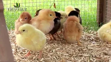 Comment s'appelle un élevage de poules ?