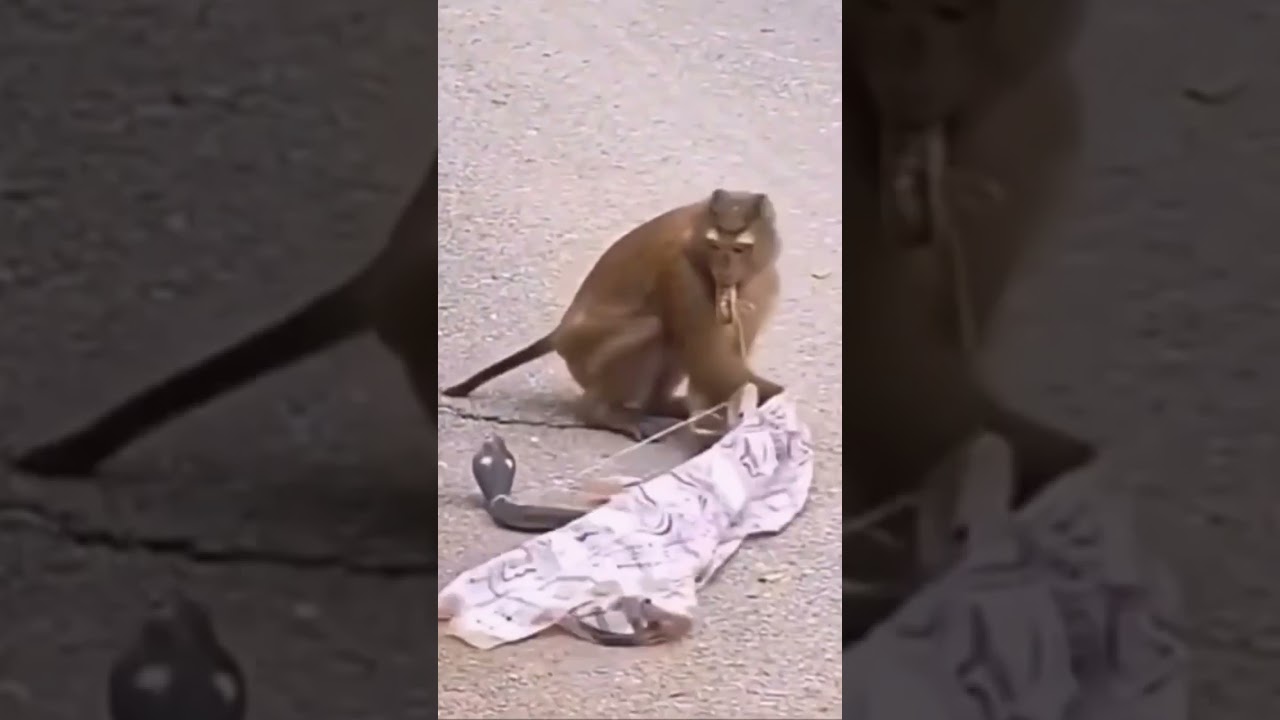 how to scare a monkey 