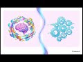 更聰明、更環保的未來:神經符號 AI 的突破 (Neuro-Symbolic AI) | KYC AI Labs