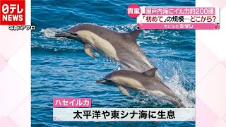 瀬戸内海にイルカ２００頭大群…どこから？（2020年12月4日放送「news every.」より）