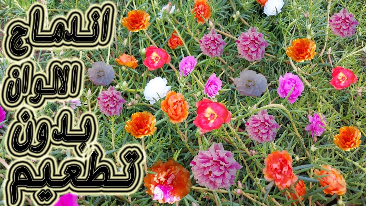 طريقة دمج الالوان في ازهار ورد الصباح