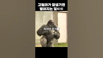 사람처럼 잘생긴 고릴라ㅋㅋ 