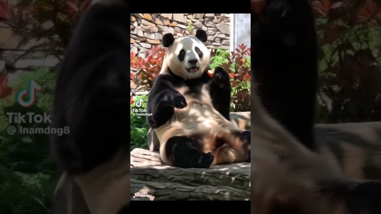 PandaLife