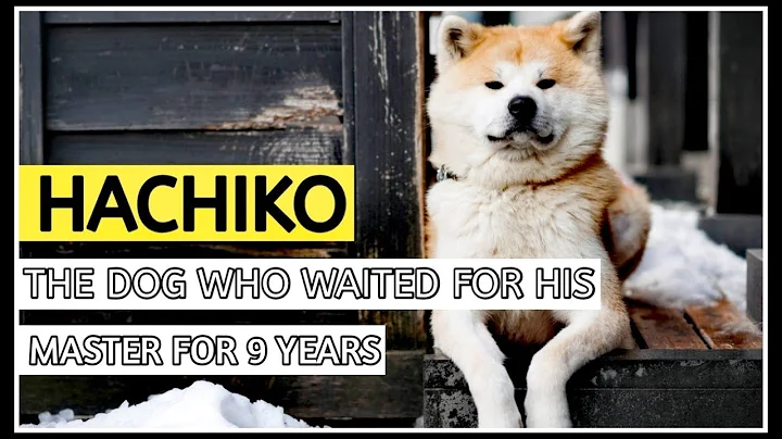The Heartbreaking Story of Hachiko The Worlds Most Loyal dog | UrduHindi | That is Interesting