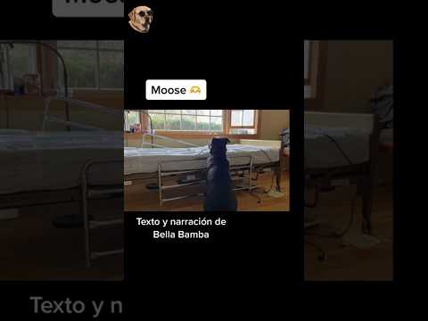 Moose #bellabamba #historiasdeanimales #carnavalconshortsrojo