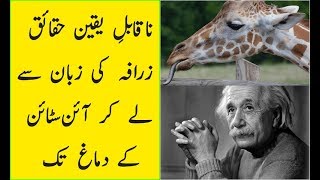 Unbelieveable Facts From Giraffes Tounge To Einsteins Brain Dilchasp Maloomat