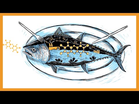 Tetrodotoxin vs Ciguatoxin vs Scombroid Poisoning