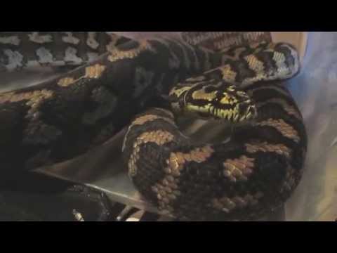pythons for sale Miss Prissy Pants :)