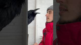 #Aboutbirds #Animal #Crow #Raven #Воронгоша #Birdtraining