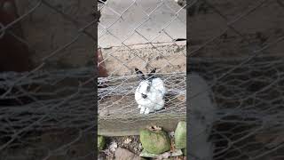 Tavşan Çok Sevimli Bir Hayvan Ama Parmaklarımı Isırdı