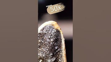Maximum zoom on the object#shorts #macro #asmr #amazing