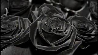 The Dogma - Black Roses