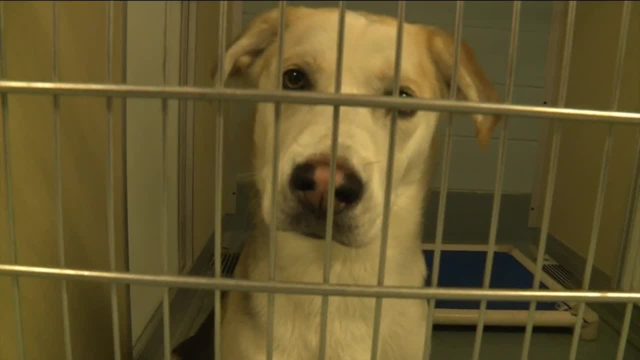 Richmond animal shelter took in less animals in 2020