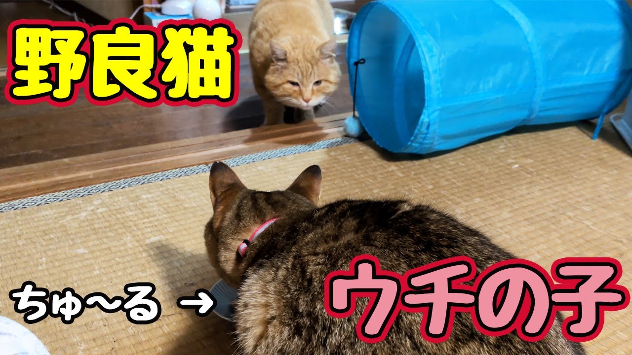 ちゅ〜る 盗られた【野良猫】