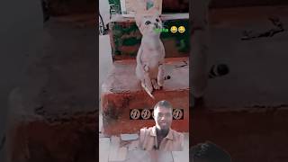 Kyaa Jaanwar Hoi Team ..,.,