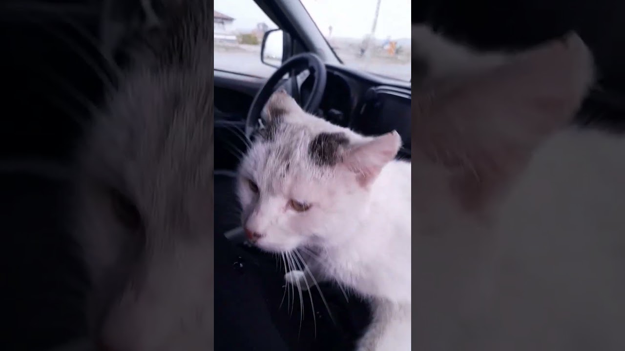 minnosta gelmek istiyor bizimle 