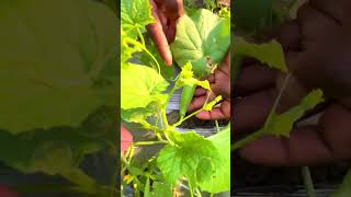 50 ദവസ മതൽ പടട വളളര വളവടതത തടങങ