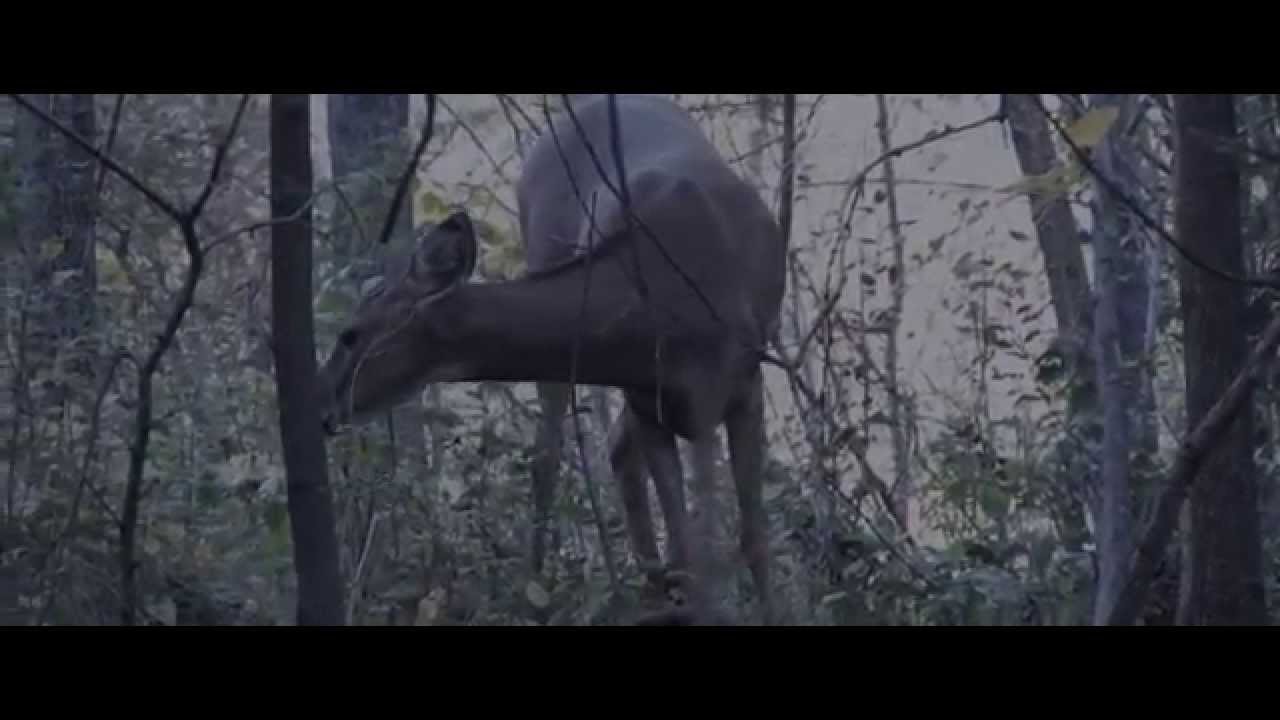 Red Leaves - EyeListen AudioVisuals - Geerling Media