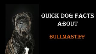 Quick Dog Facts About The Bullmastiff!