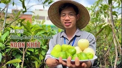 Ăn thử 3 giống Mận Xanh ngon nhất trên thị trường