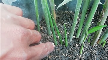 Cara memperbanyak tunas jahe super cepat || Winn cd