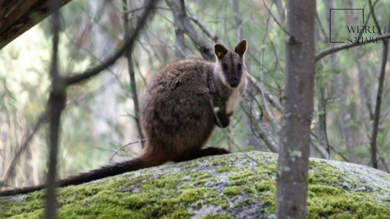 Interesting facts about swampy wallaby by weird square