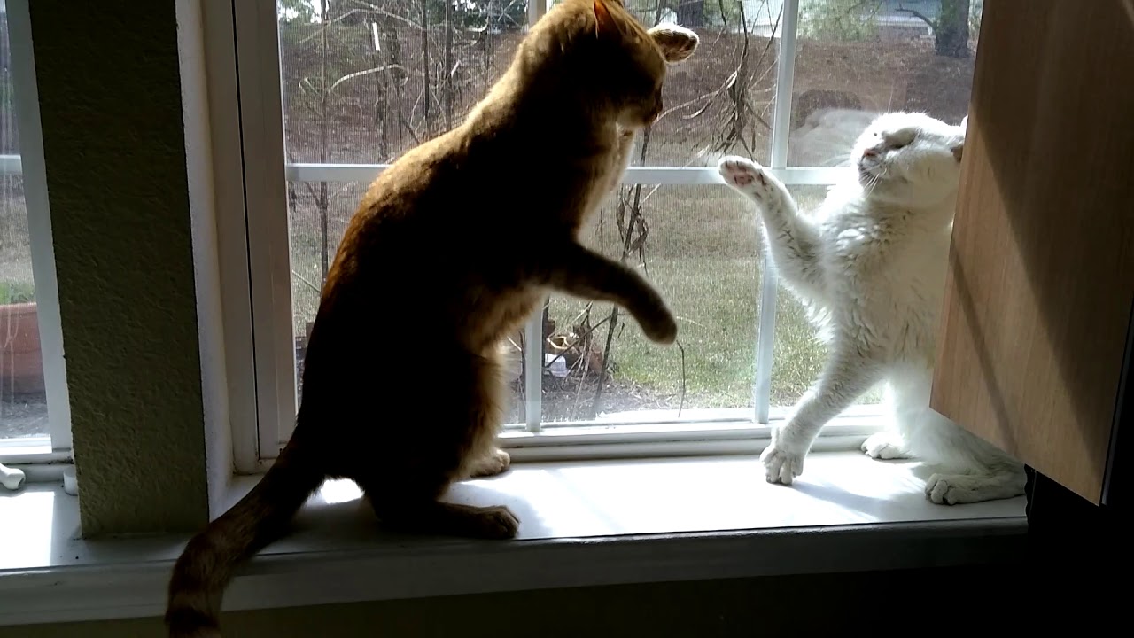 Window Cat Fight YouTube