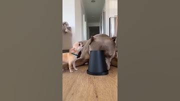 Tiny Chihuahua Yells at Pitbull… And Gets Silenced in 1 Second! 😂🐾