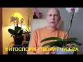 Спасение замёрзшей орхидеи фа. с помощью фитоспорина К.