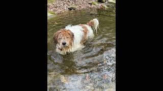 Funny Little Dog — 🎶 Weekend Friends — Lone Waves