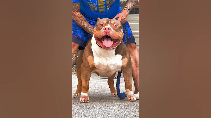 Shocking Dog Power 💀 | #pitbull #bulldog #shorts