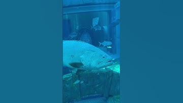 Cá mú khổng lồ tại Phú Quốc #fishing #animals #shark #sad #fish #aquarium #thuycungphuquoc