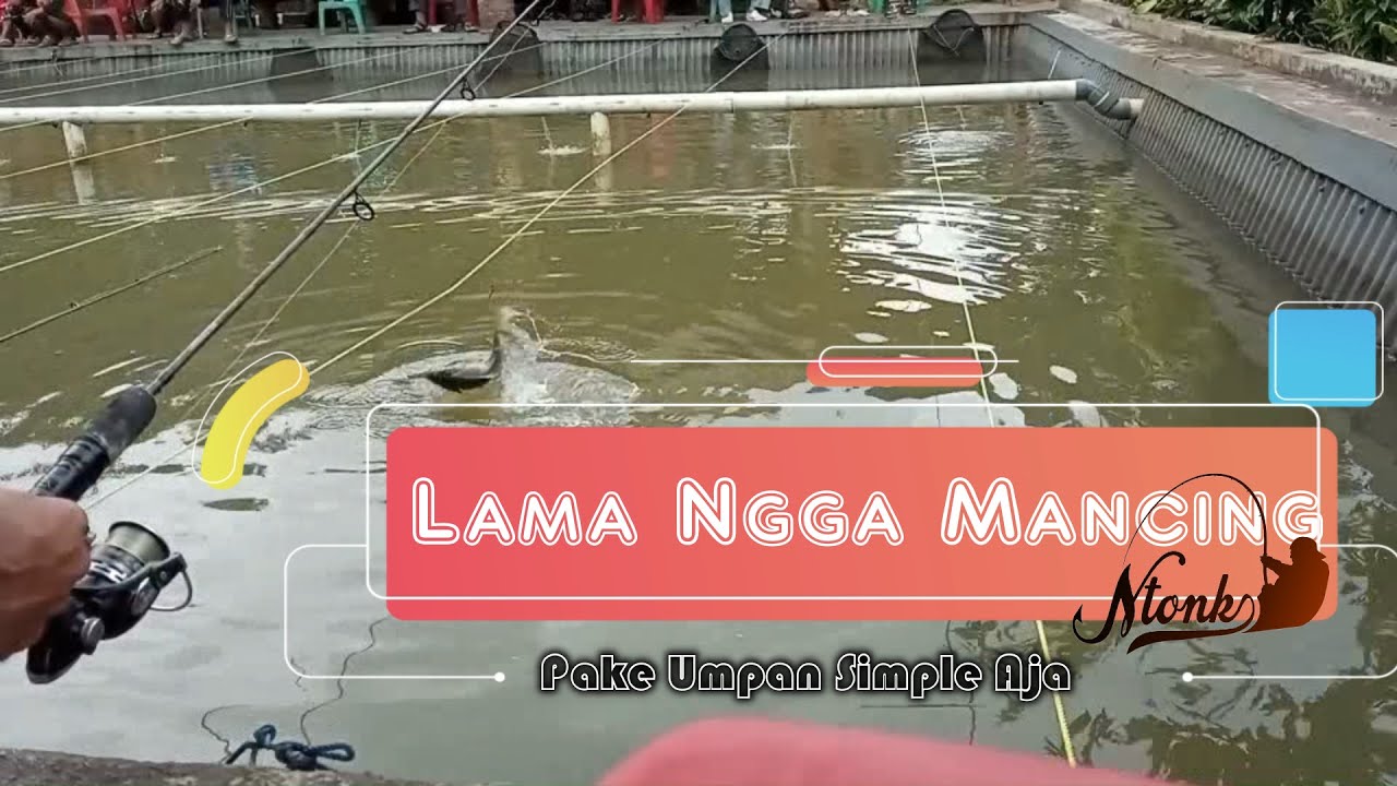 Umpan Ikan Mas "Wayang Jitu Plusss"