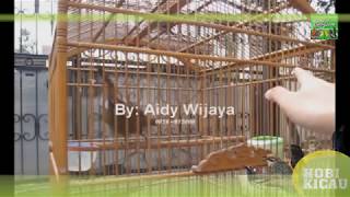 Suara Burung CILILIN COKLAT Gacor Master Murai Batu - TEMBAKAN DAHSYAT