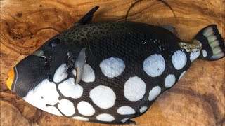 海外では流通禁止の猛毒カワハギを食べてみた【モンガラカワハギ】