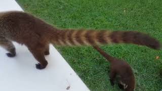 Adorable Coatis: Playa del Carmen's Delightful Wildlife Encounters screenshot 3
