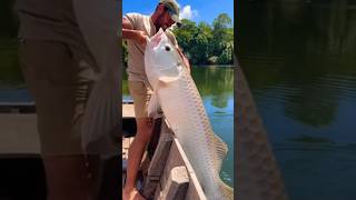 Amazon white Arowana River Pull 🐟🎣