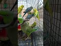 so beautiful parrot s ❤️ #cutebird #follow #birds #cuteparrot #parrotlover #mithhu #trending #shorts