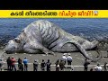      strange things found in ocean malayalam  storify