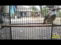Masteran Burung Kapas Tembak Gacor Rapat Omkicau(.mp3 .mp4) Mp3 - Mp4 Download