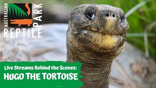 LIVE WITH HUGO THE TORTOISE | AUSTRALIAN REPTILE PARK